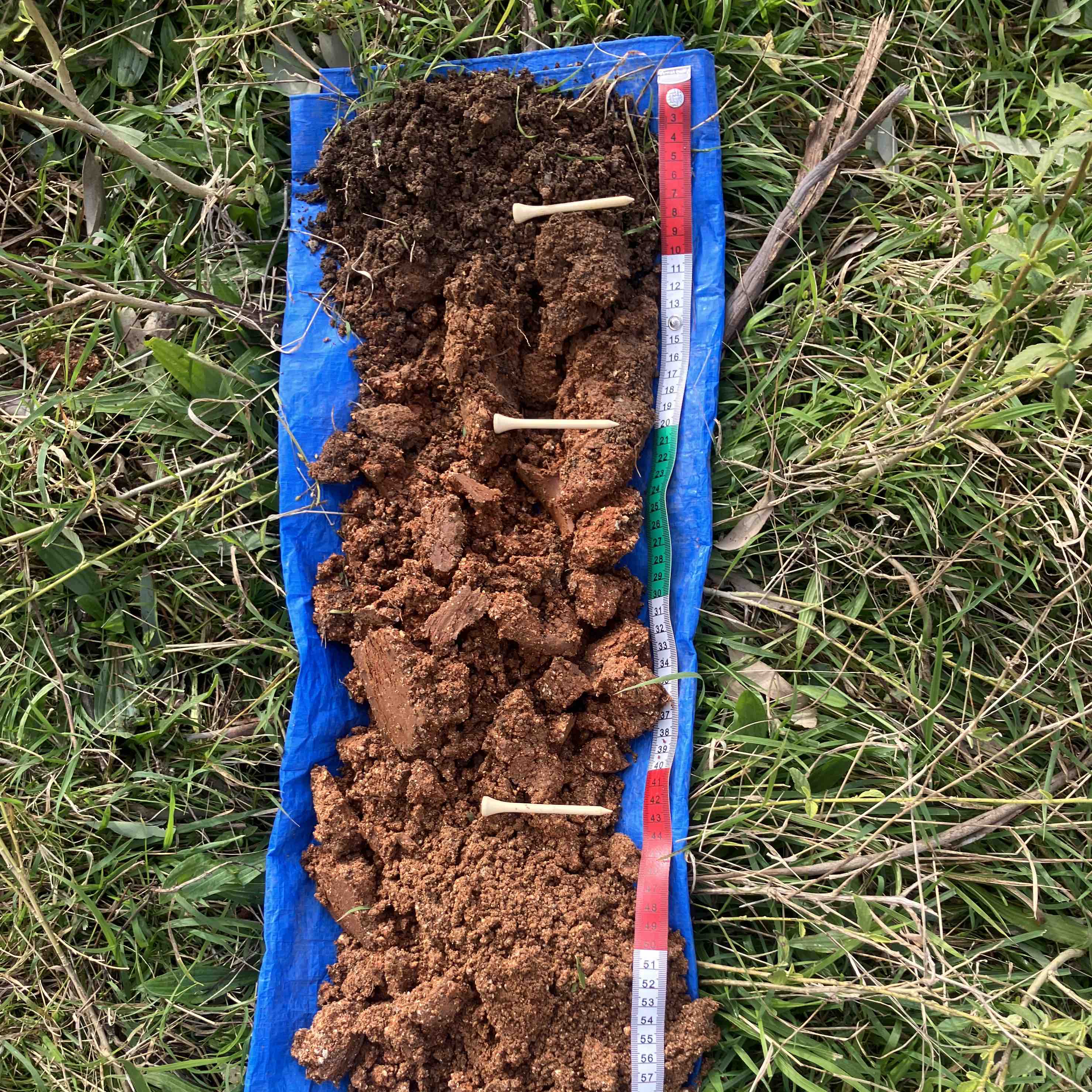 a soil profile on a blue sheet with pins showing horizons